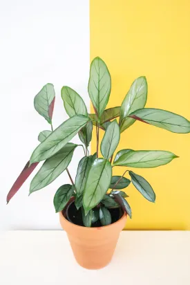 Calathea Grey Star