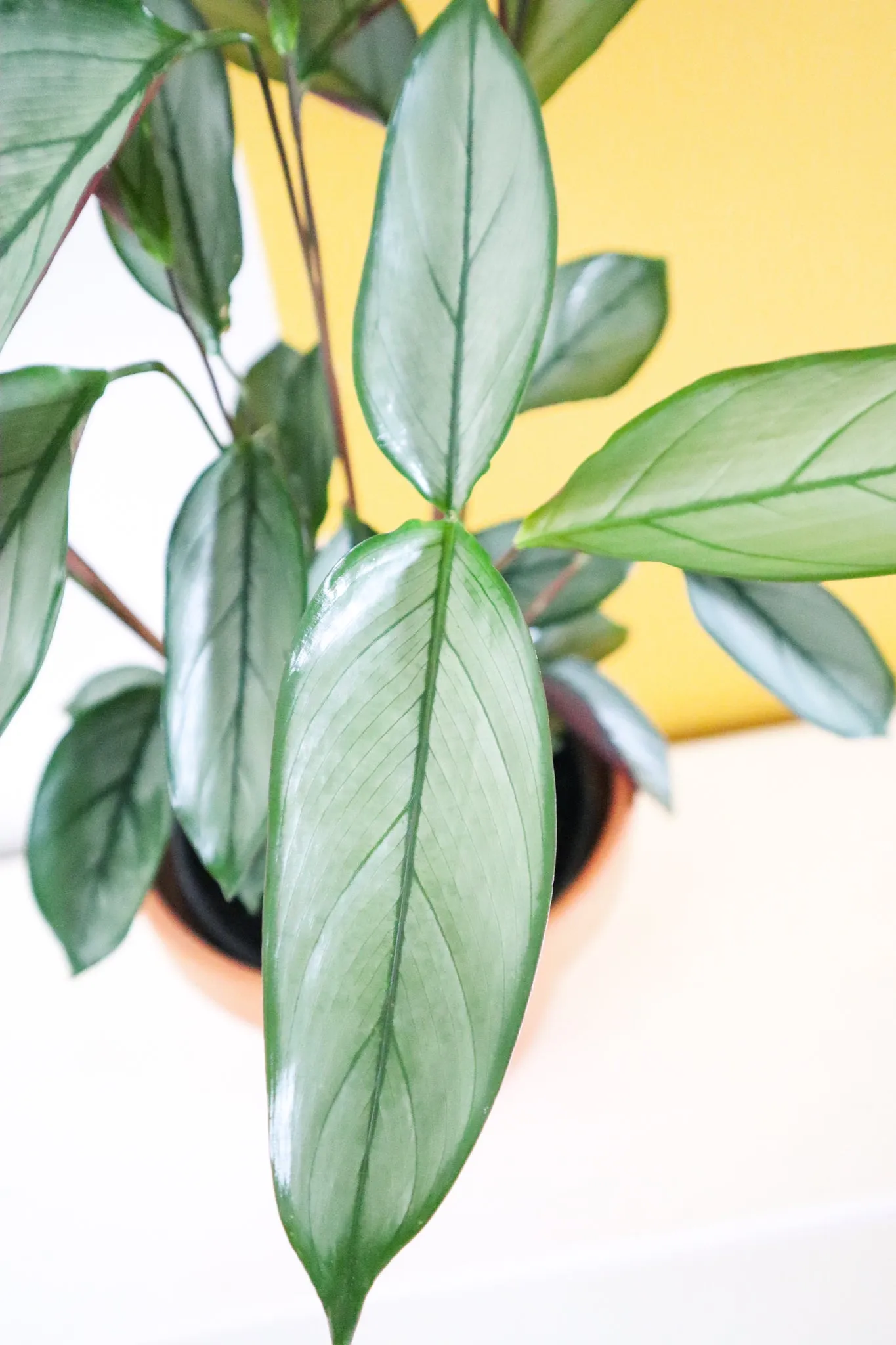 Calathea Grey Star