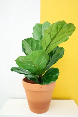 Fiddle Leaf Fig